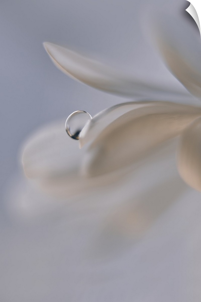 Soft image of petals with a drop of water.