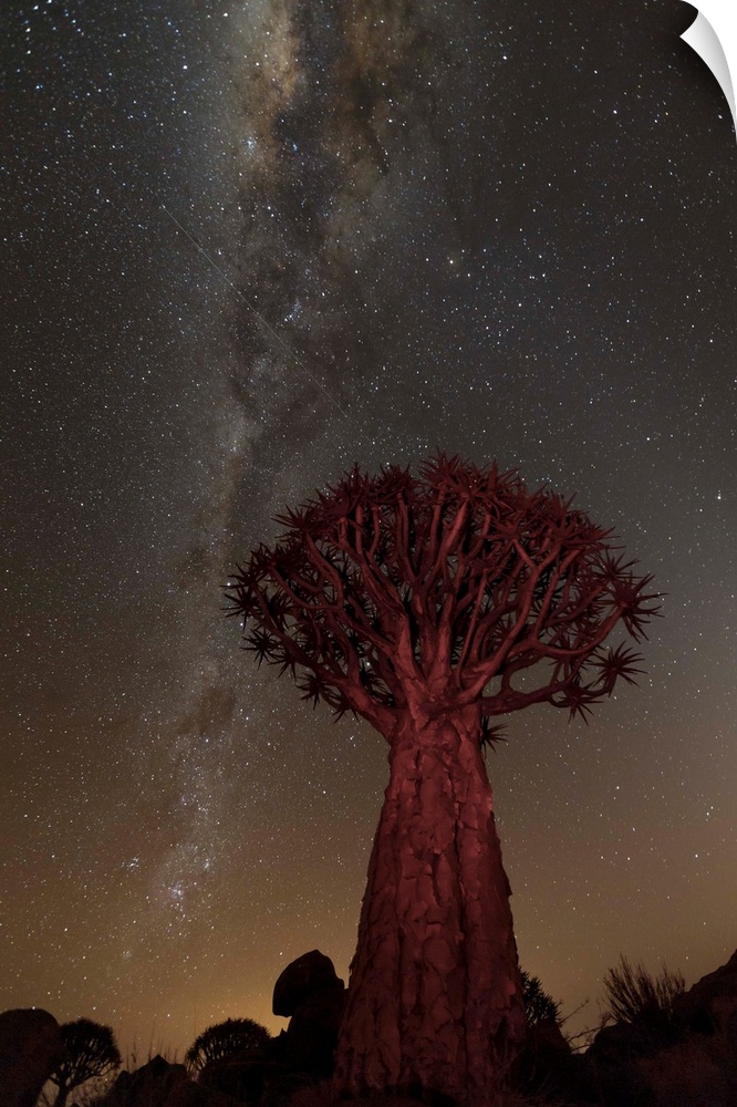 An African Quiver Tree at night, with the Milky Way Galaxy visible in the sky overhead.