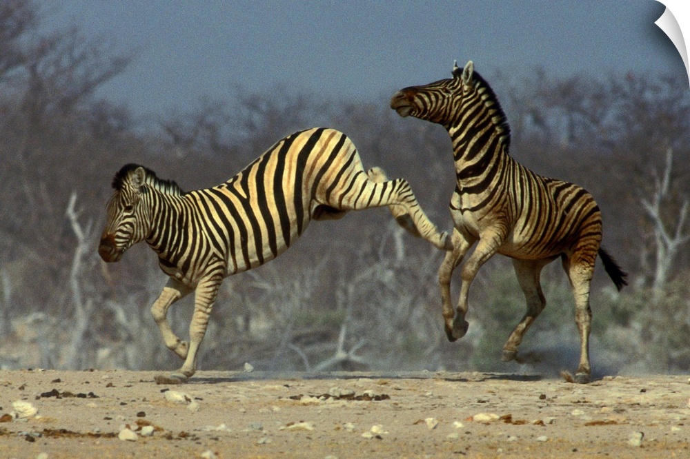 Burchell's Zebra, Equus burchellii, Etosha National Park, Namibia