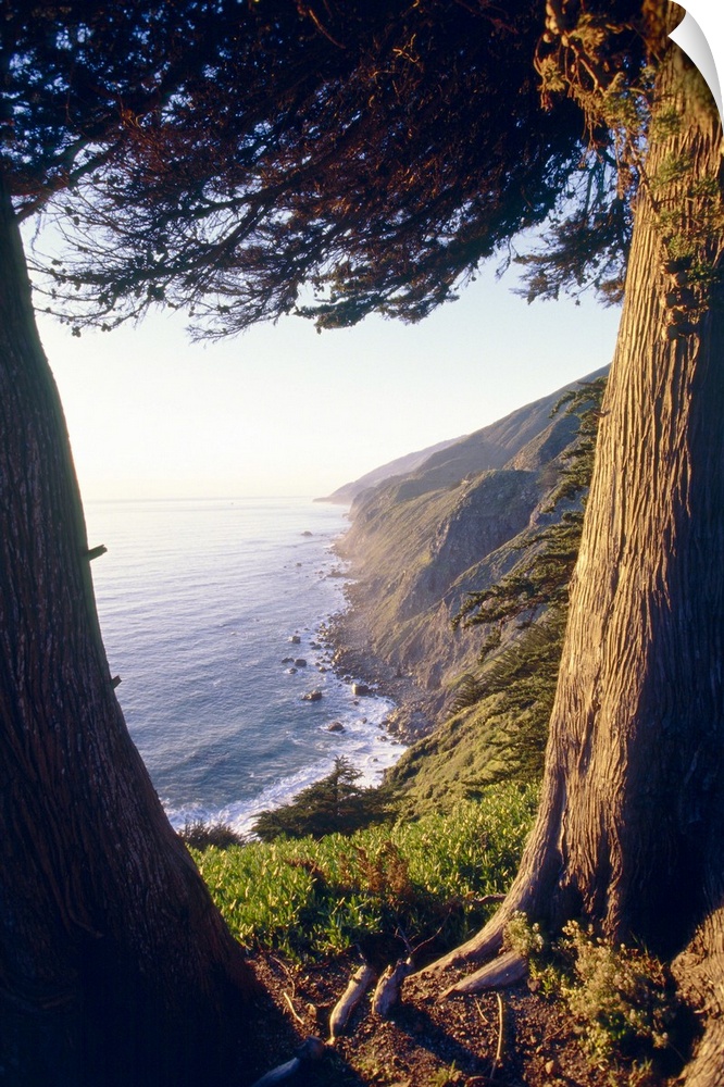 Coastal View Between Trees, Ragged Point, Big Sur Coast, California