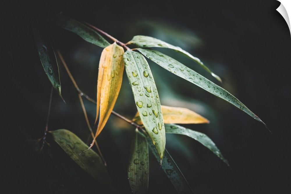 Bamboo leaves with raindrops