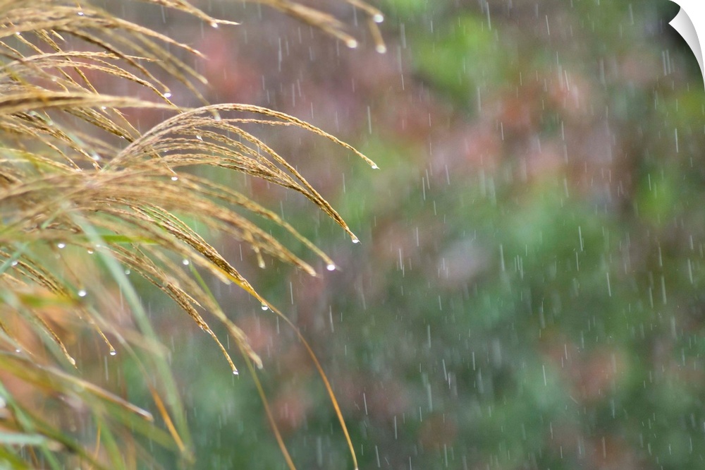 Fine art photo of rain drops hanging on to the ends of blades of grass.