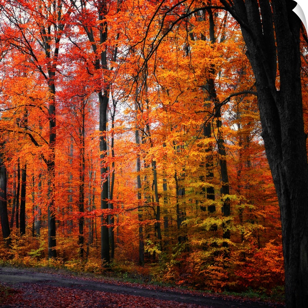 Large photograph focuses on a dense forest filled with vibrantly colored trees during Fall.  Located at the bottom of the ...