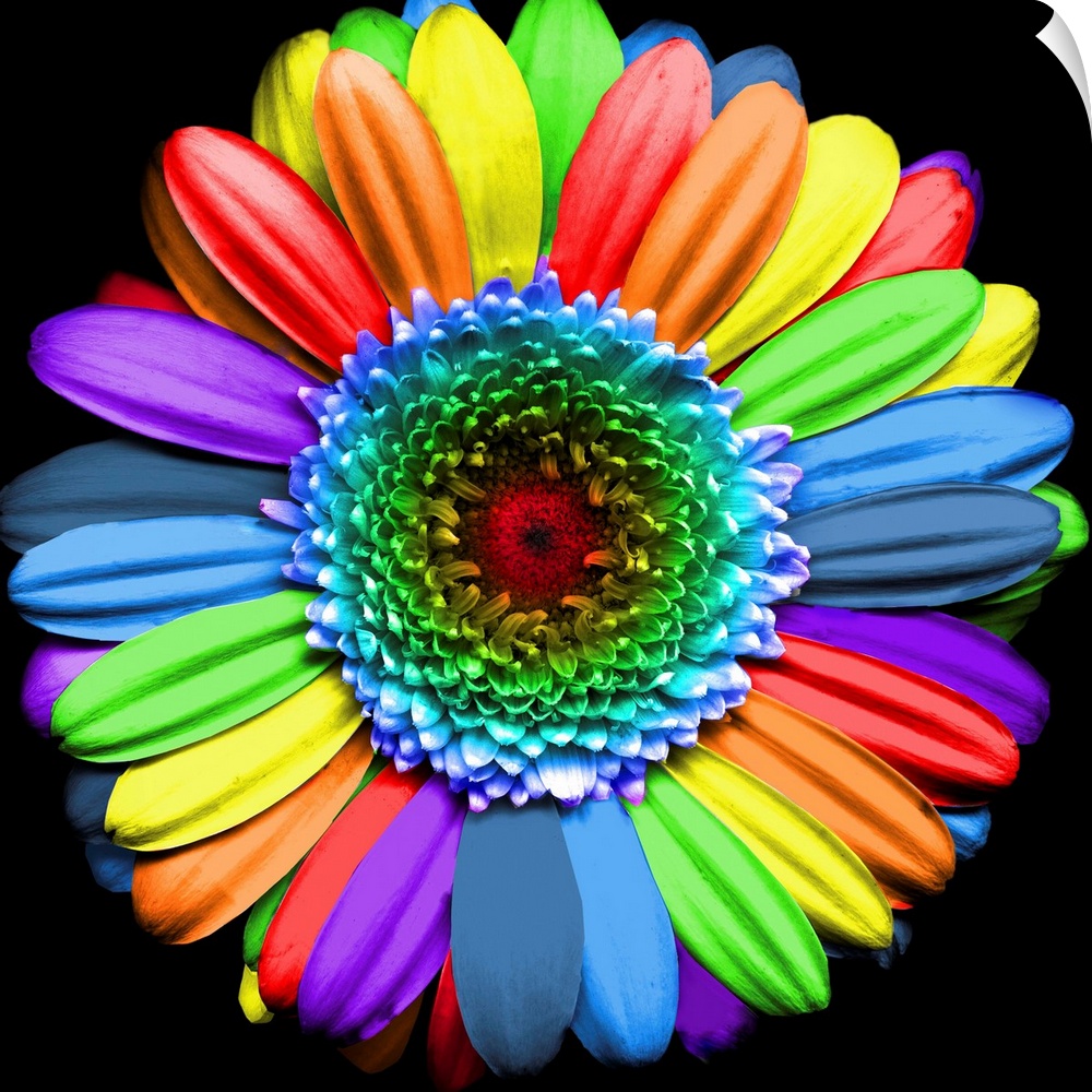 Rainbow flower - digital art based on a Gerbera flower.