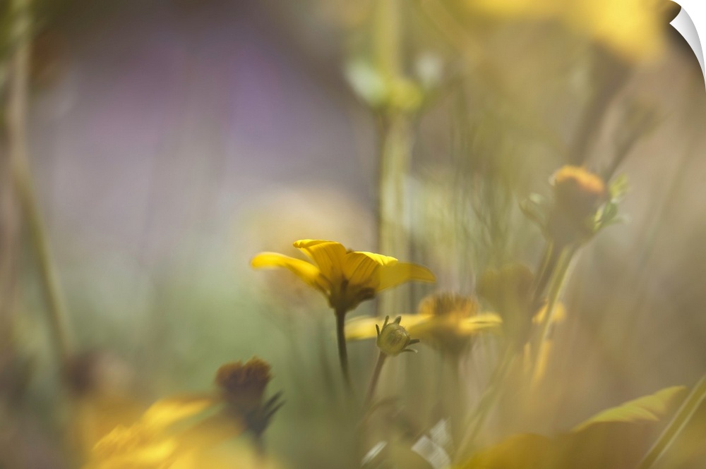 Dreamlike photograph of small yellow flowers with a shallow depth of field.