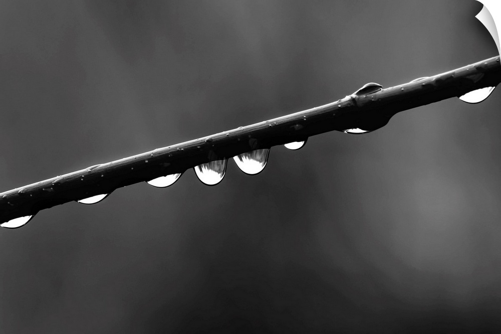 Black and white macro photograph of rain droplets on a branch.