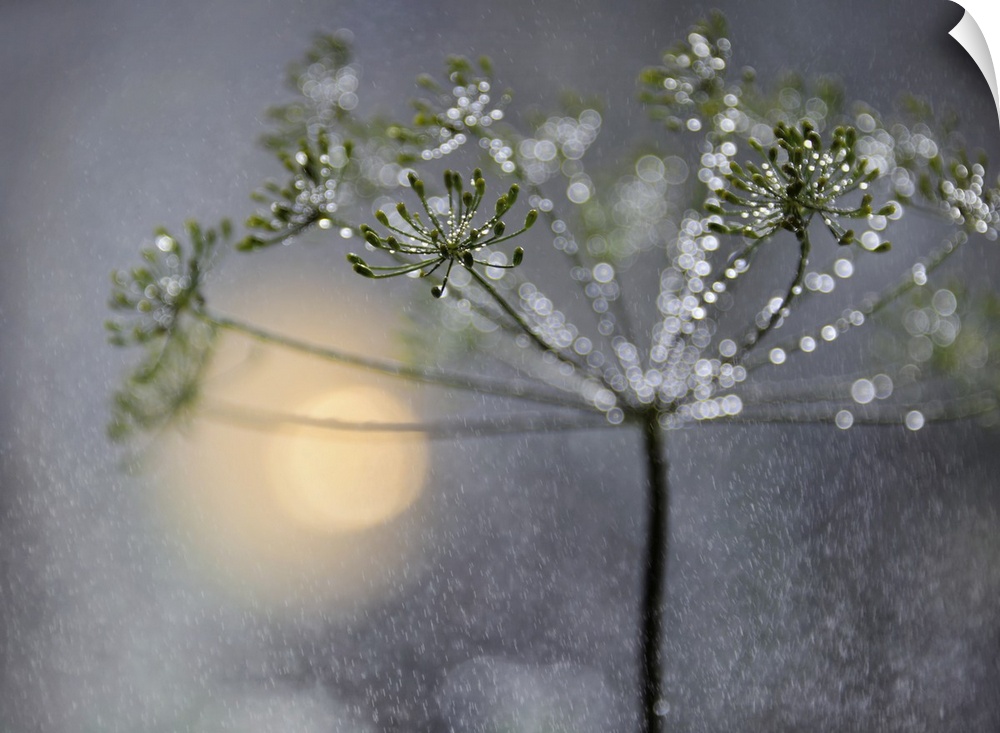 A macro photograph of a thin flowering plant with beads of water hanging from it.