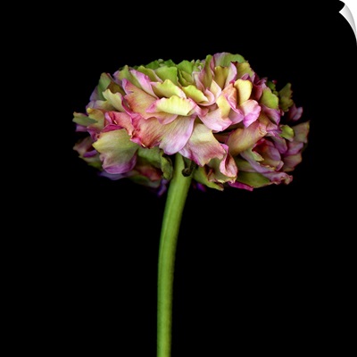 Ranunculus Multi-Color