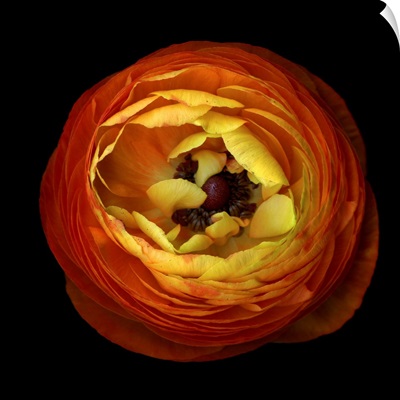 Ranunculus Orange 3