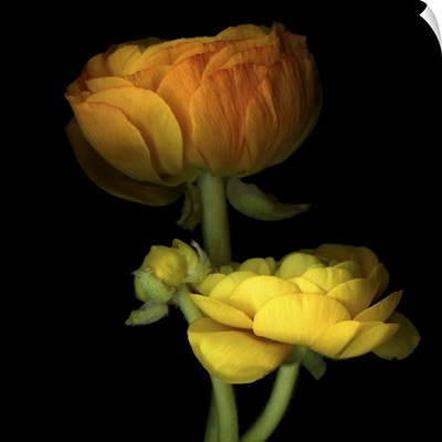 Ranunculus Yellow and Orange