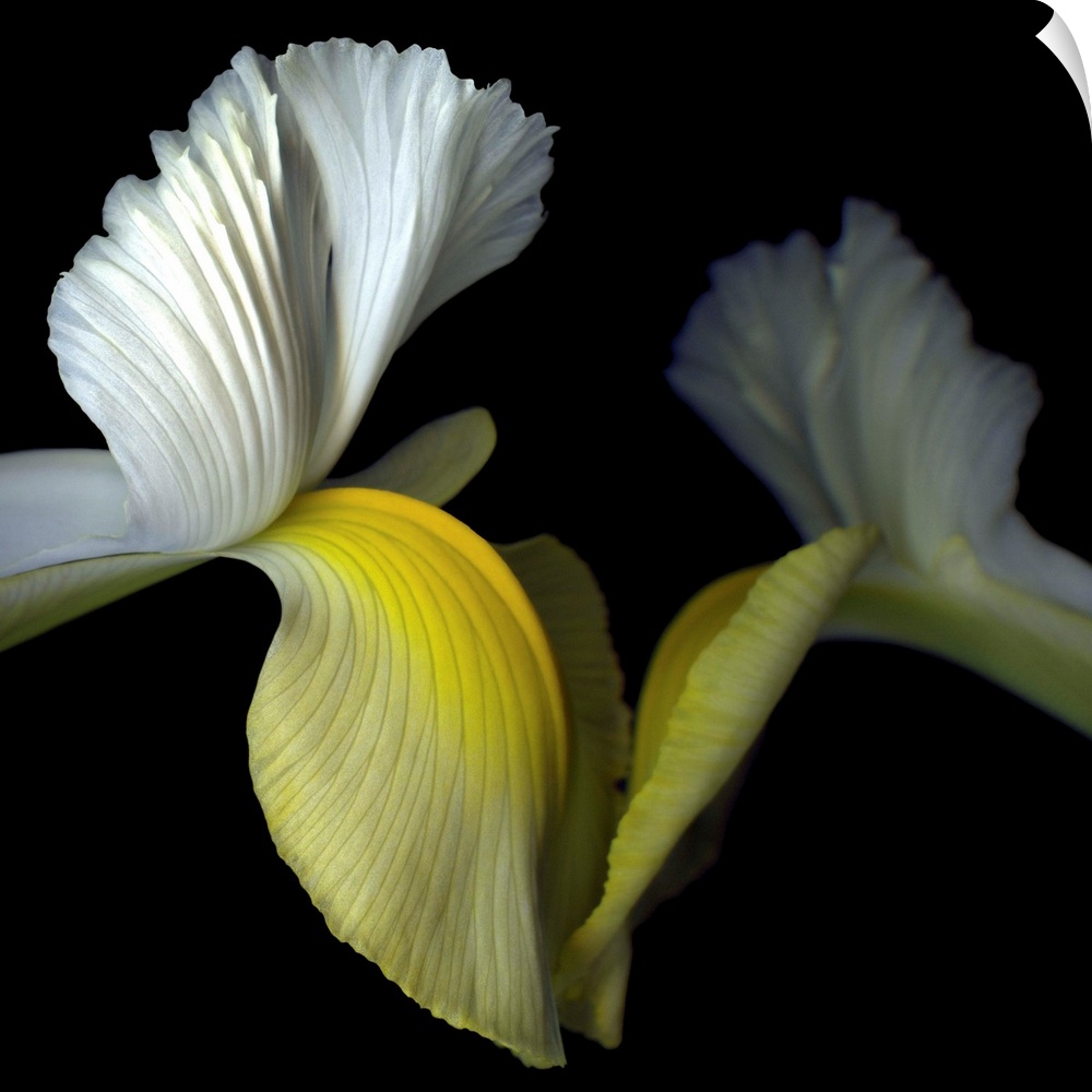 Two yellow and white iris' seem to reach out to touch each other.