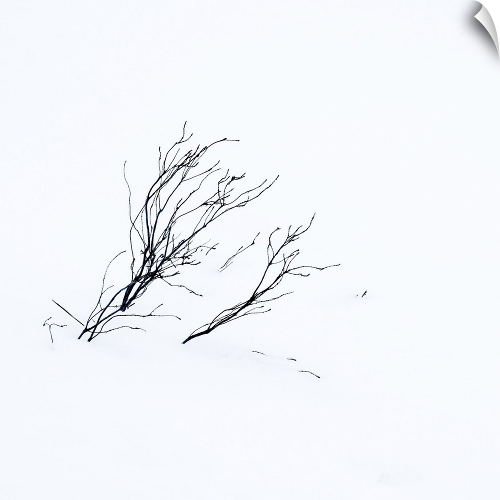 Thin bare branches sticking out of the snow.