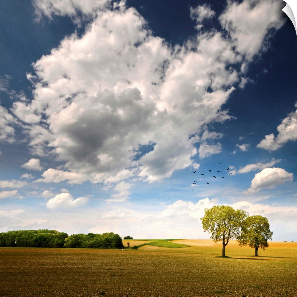 A pair of trees stand near each other in a large field that is photographed under a bright and cloud filled sky.