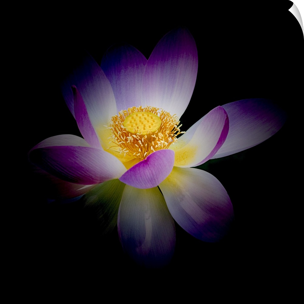 A photograph of a purple and white lotus against a black background.