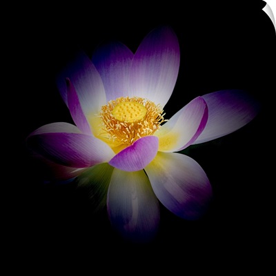 Rebirth of a Luminous Lotus