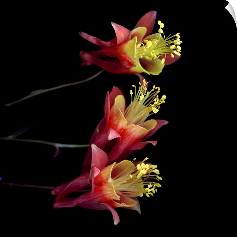 Red And Yellow Aquilegia