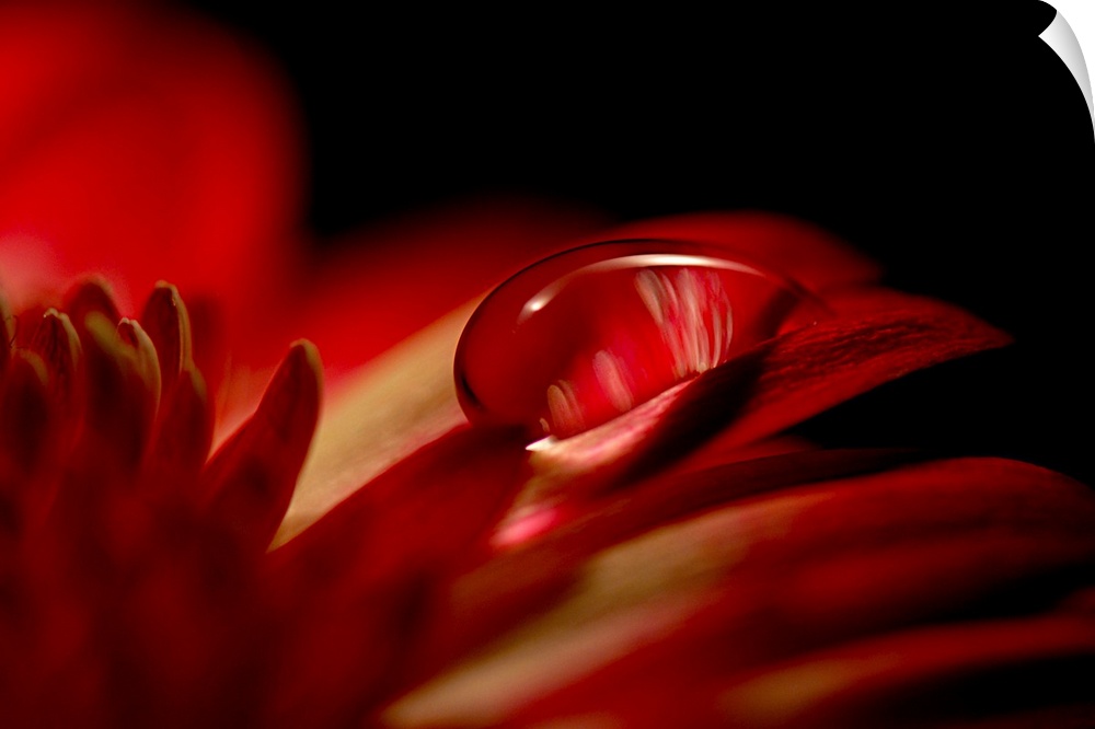 Big canvas photo of an up-close water droplet on a flower's petals.