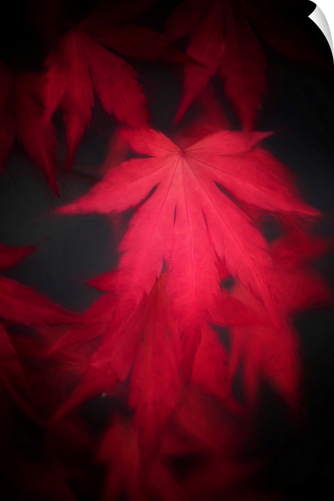 Red leaf of japanese maple close up