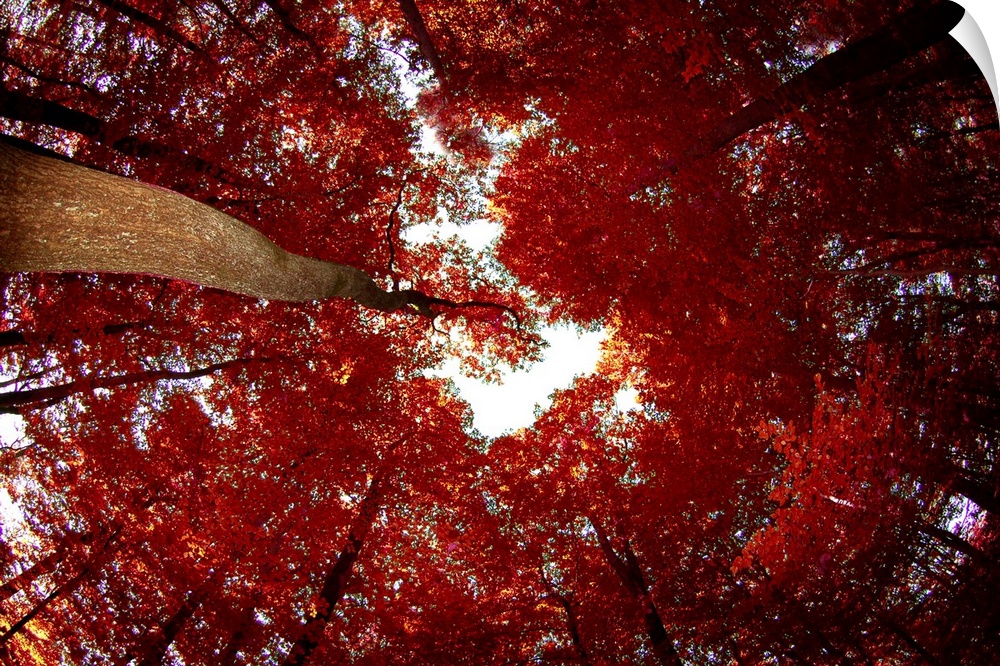 Huge photograph shows a view from the ground looking up at the top of a crowded forest as light tries to shine through the...