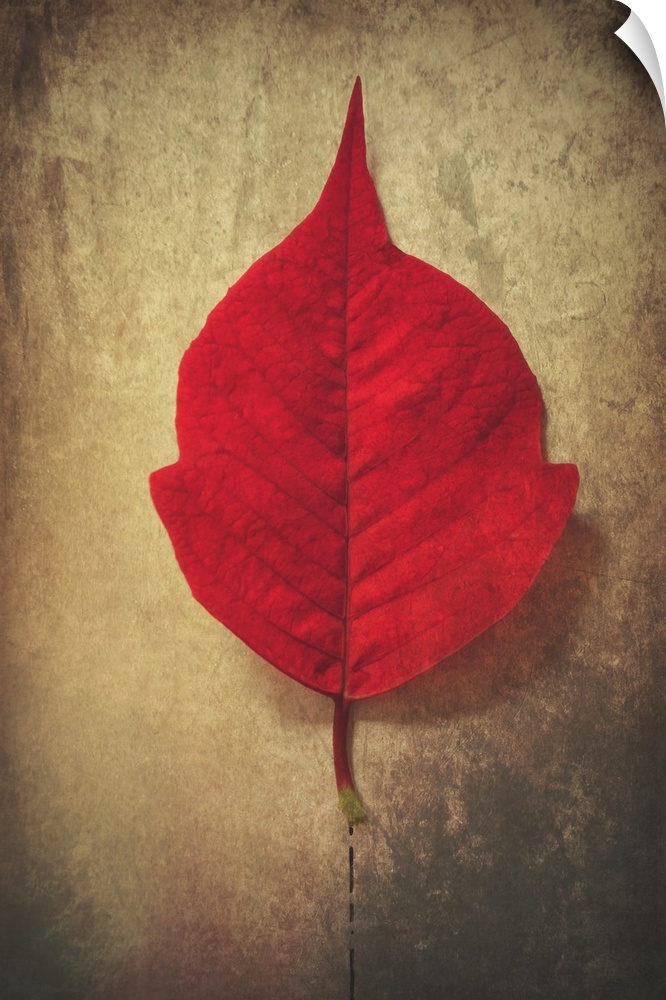 Photograph of perfect, bright red leaf on a neutral colored ground with a black dotted line leading directly to the stem.
