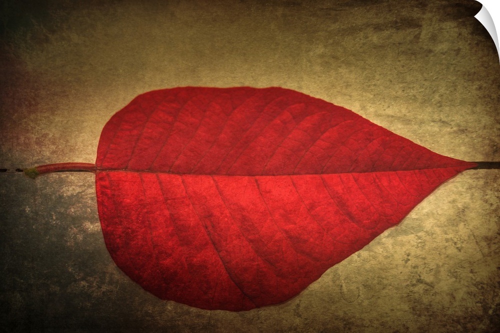 Photograph of perfect, bright red leaf on a neutral colored ground with a black dotted line leading directly to the stem a...