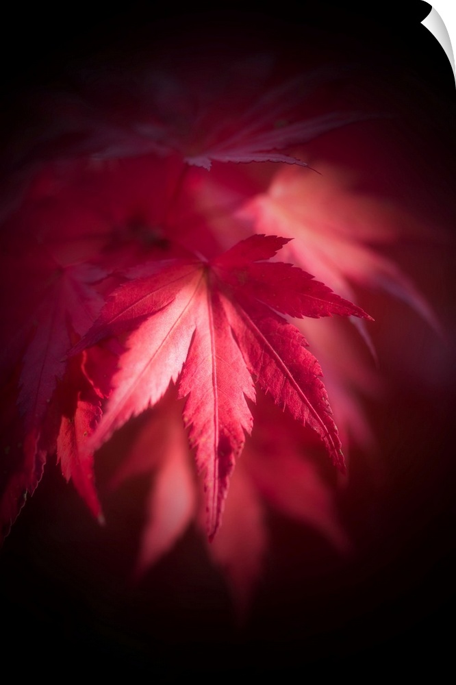 Red leaf of japanese maple