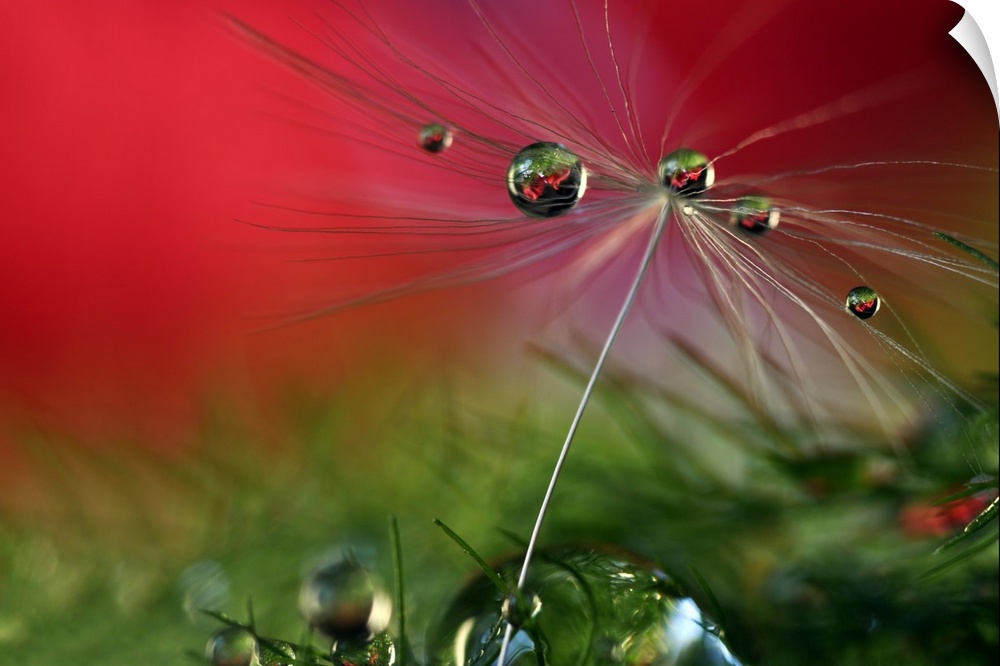 View of a dandelion seed with water droplets.