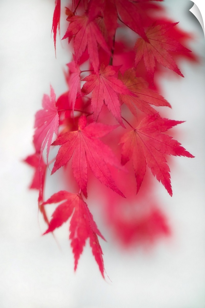 Red maple leaves swaying in the wind