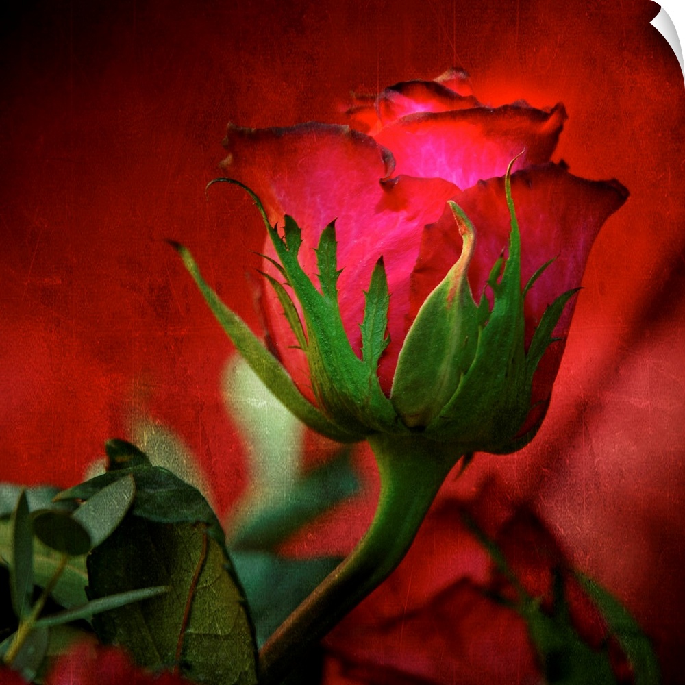 Square, large fine art photograph of a red rose on a hazy red background, surrounded by leaves.