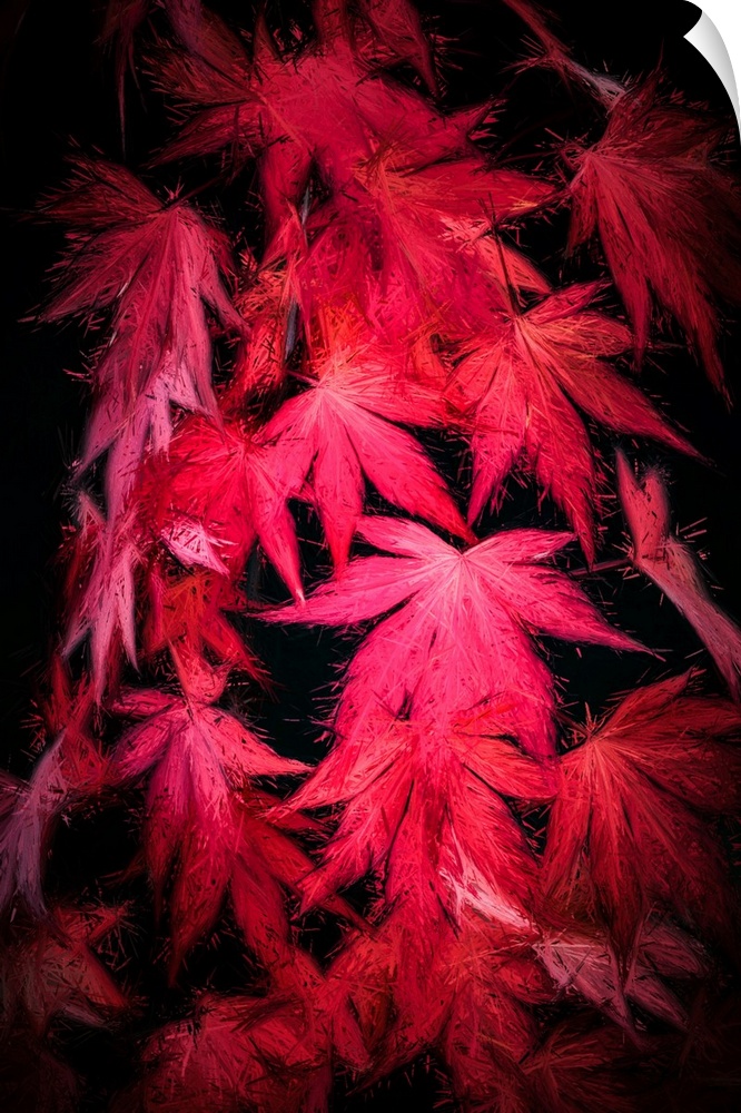 Red maple leaves with a expressionist photo or painterly effect
