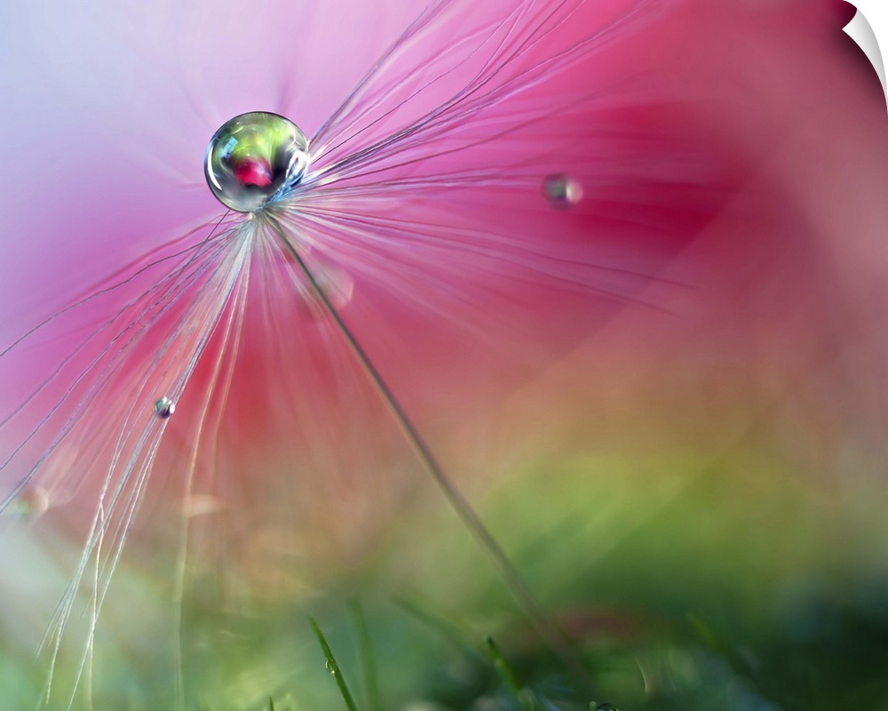 A macro photograph of a water droplet sitting atop a seed head against an abstract background.