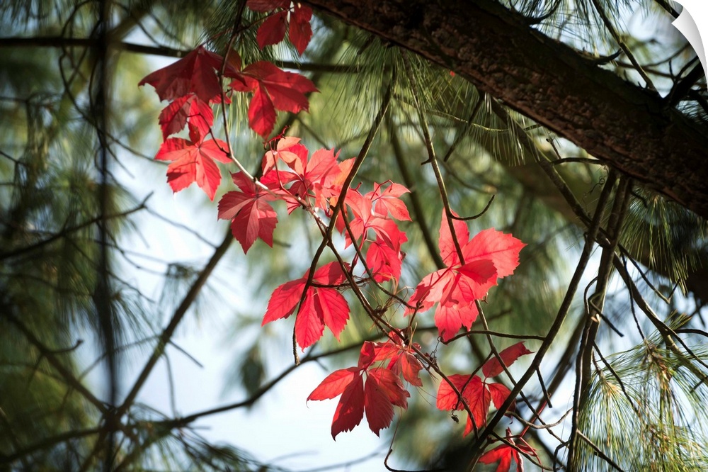 Fine art photo of vivid fall leaves standing out against dark branches and pine needles.