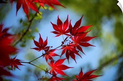 Red Spring And Maple Leaves