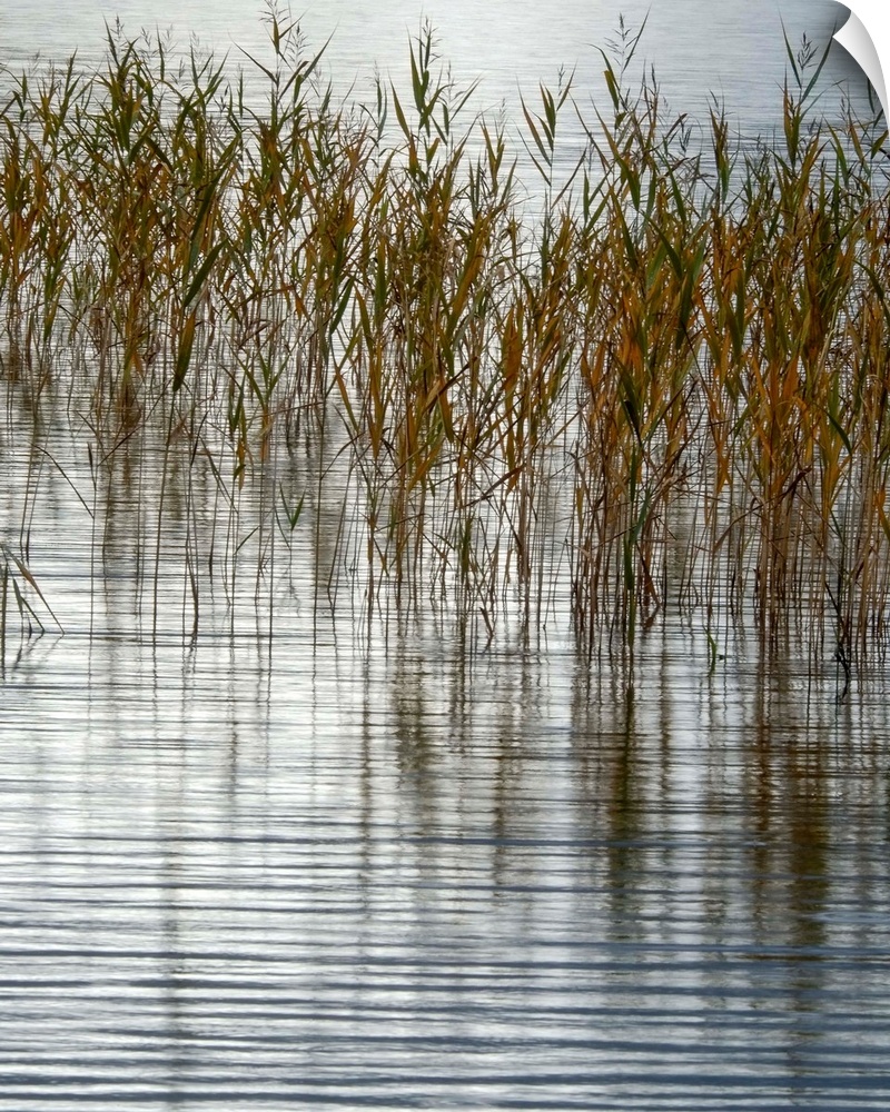 Fine art photo of reeds sticking out of a calm pond.