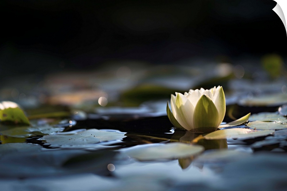 Fine art photo of a water lily floating in a pond among lily pads.