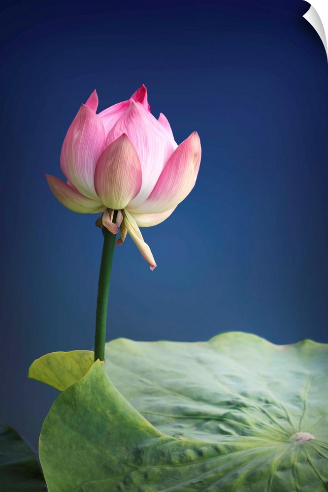 Close-up photograph of a pink lotus blossom.