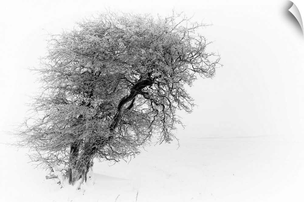 A monochrome black and white landscape with a line winter tree twisted and bent against the wind.