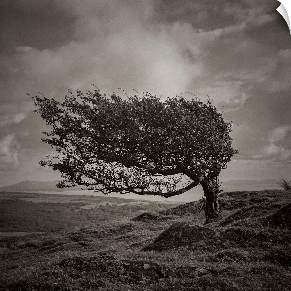 A black and white photograph of a tree standing lone in an ethereal landscape.
