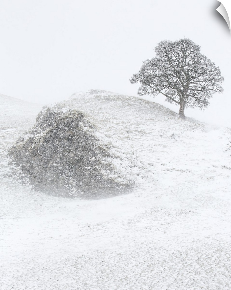 A winter landscape in Derbyshire, England with a bare lone tree on a hillside crag in the heavy falling snow.