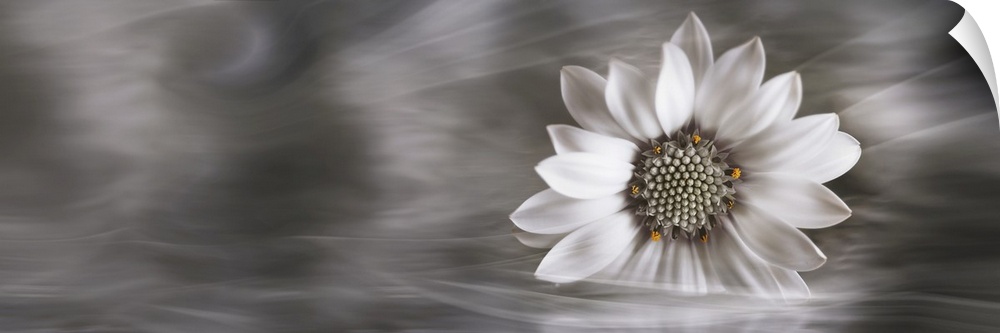 Panoramic of a single white flower resting in water.