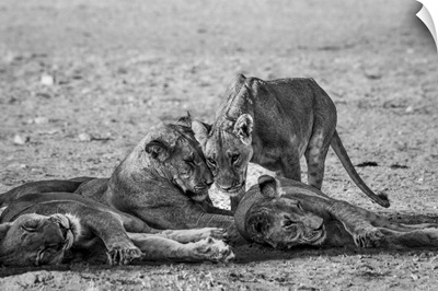 Resting Lion Family