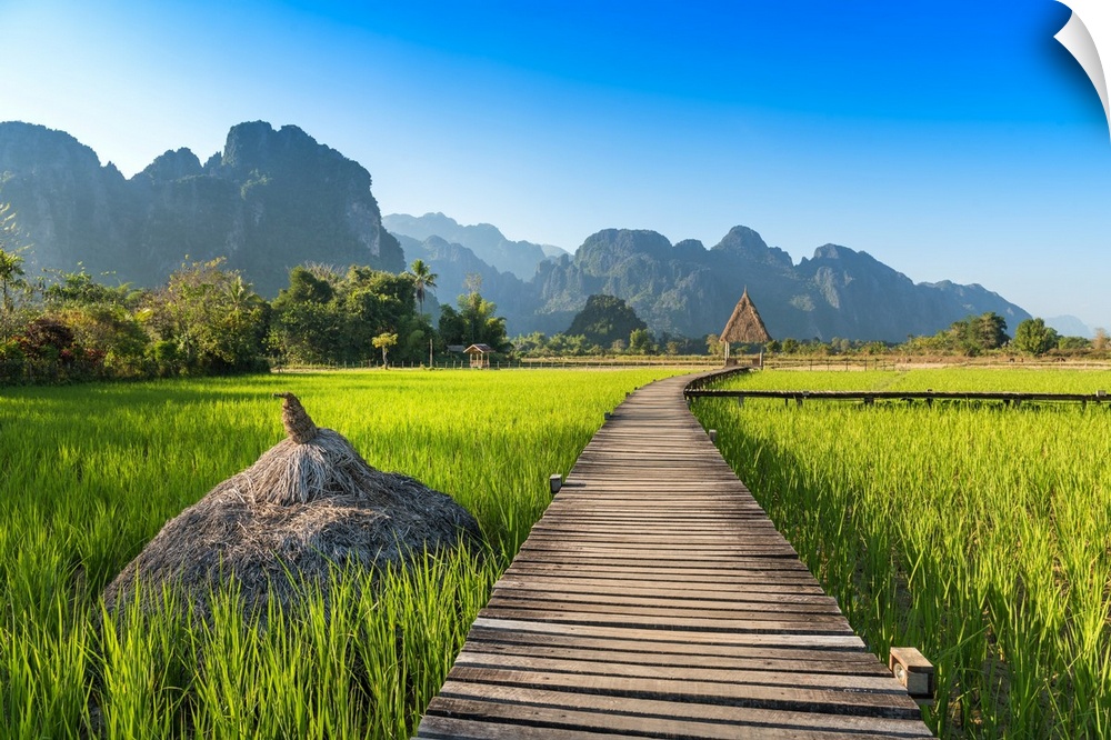 A beautiful green rice field in Asia