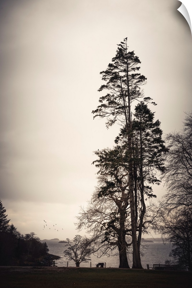 Tall and dark trees in Scotland