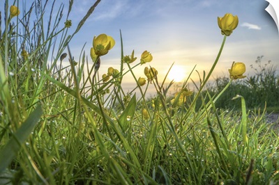 Rising Beyond The Buttercups