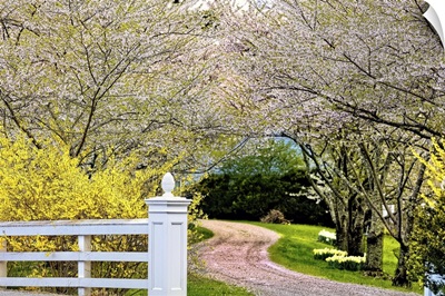 Road Lined with Blooming Cherry Trees