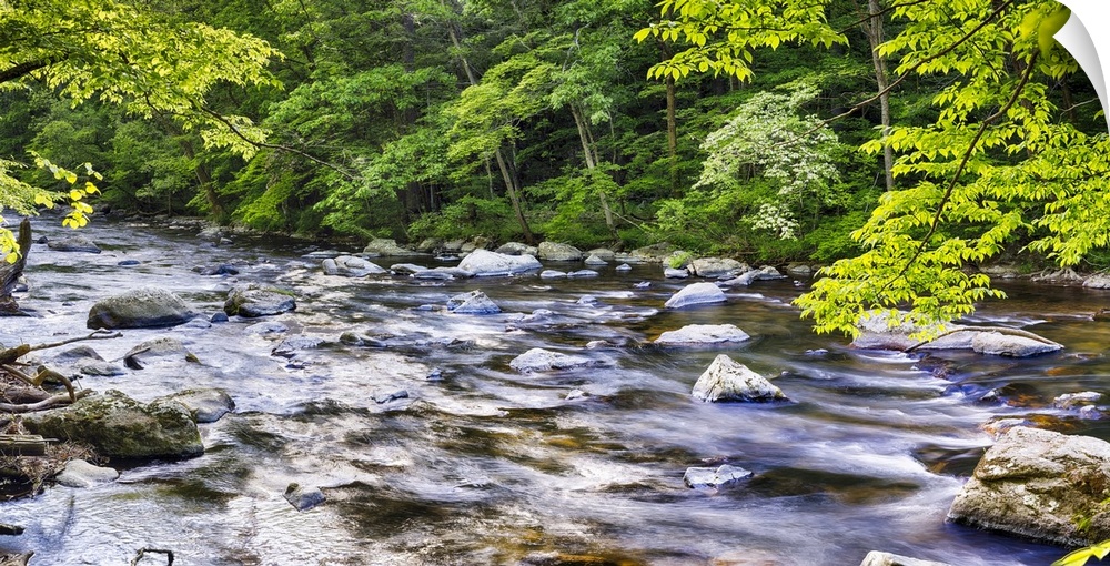 Black River Flows Through a Lush Forest, Hunterdon County, New Jersey, USA
