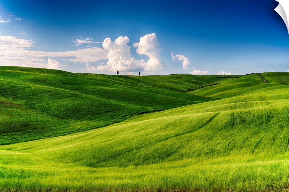 Rolling hills with cypress trees and wheat fields, San Quircio D'Orcia, Tuscany, Italy.