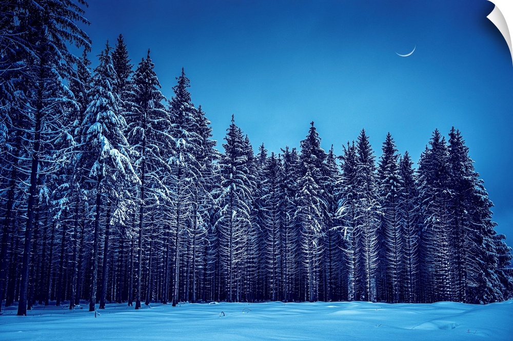 Fir trees in a blue winter atmosphere
