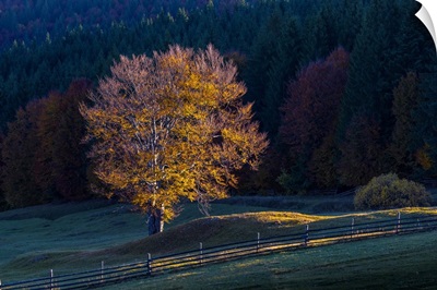 Romania Landscape II