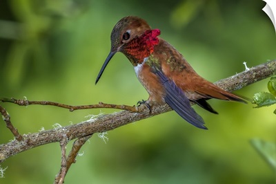 Rufous Hummingbird, Kitsap County, Washington